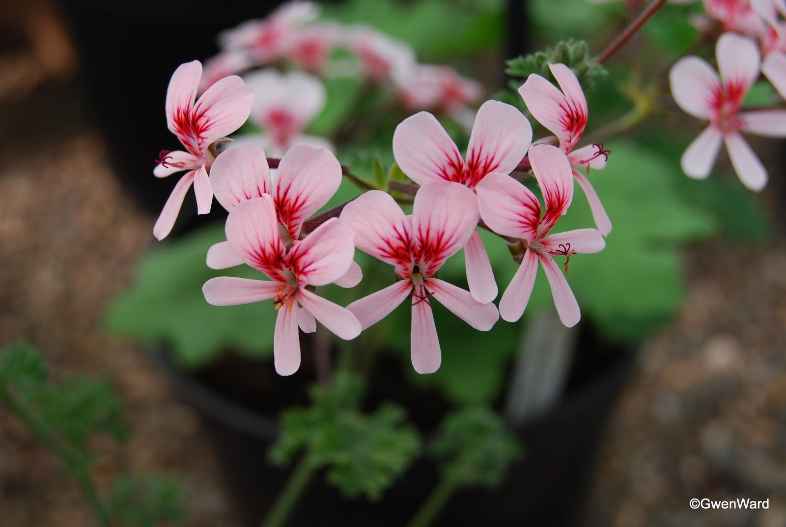 Видовые пеларгонии сорта Pelargonium species